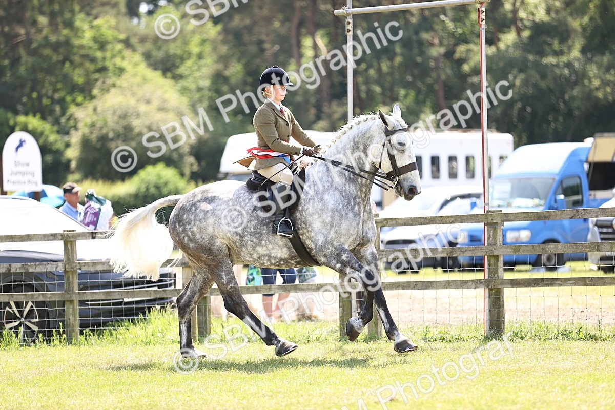 SBM_16237 - Class 79-80 - LIHS BSHA Rising Star Ridden Hunter