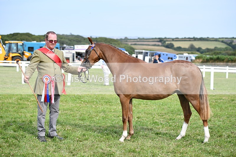 DSC_9104 - SP/SHP Pony Breeding Championship