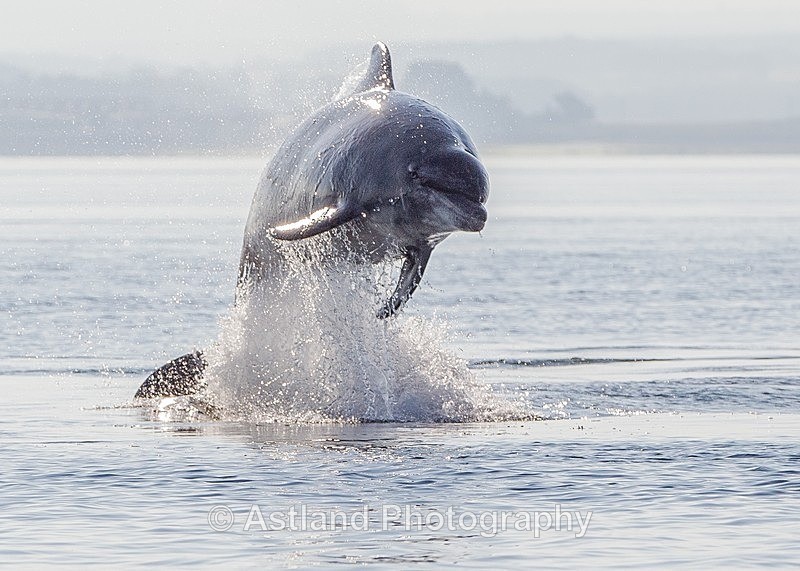 Astland Photography, Bird and Wildlife Images, Susan and Peter Wilson, U.K.