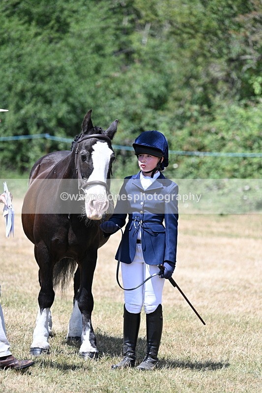 WJ7_2204 - Class 5 Most Handsome Gelding (up to 14.2hh) in hand