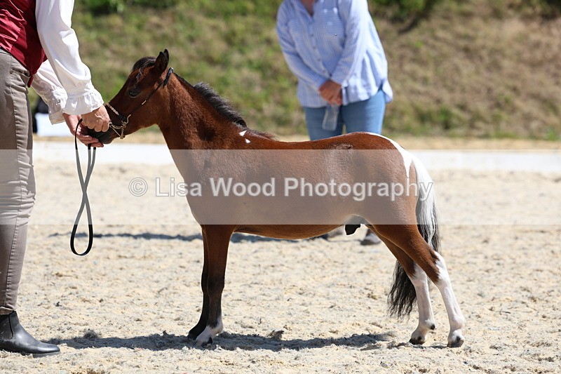 3E7A9496 - Class 30: Mnititature Horse