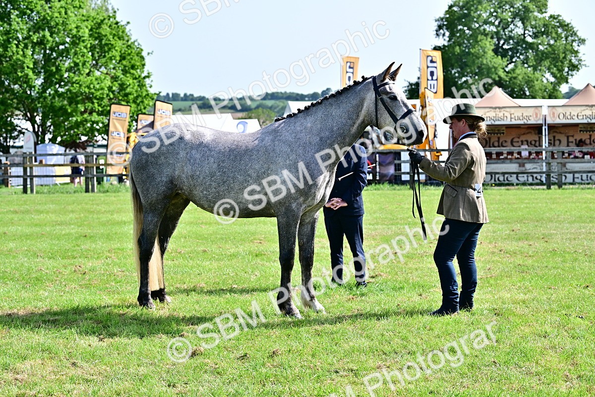 SBM_03331 - Class 50 - 54 Light Horse Breeding
