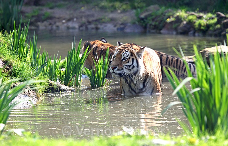 Siberian Tiger - Wildlife