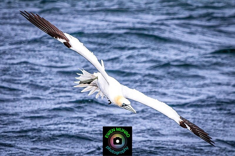 BBW-06-Gliding Gannet - Water-based Birds