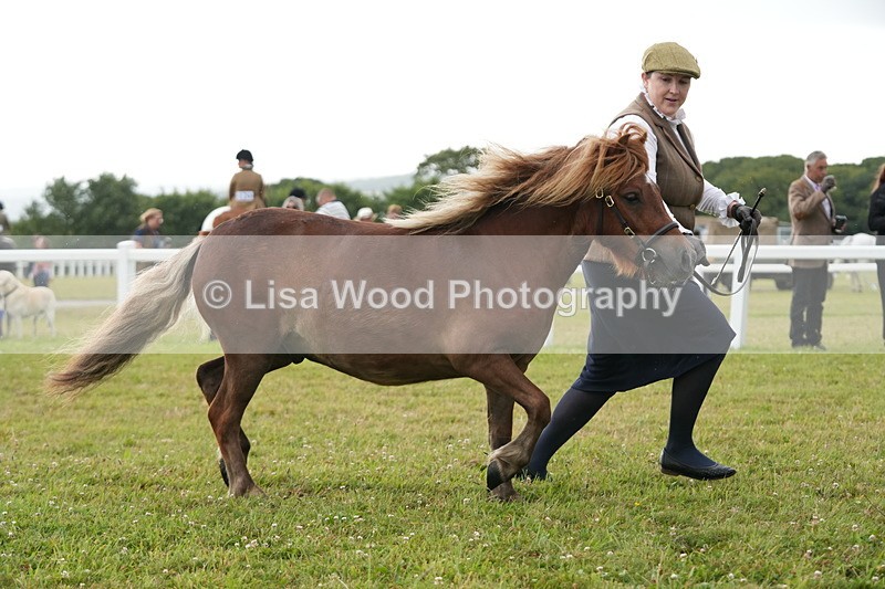 DSC04586 - Class 46: NPS Shetland Youngstock