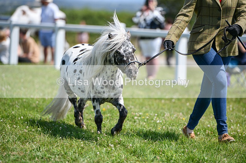 DSC_7207 - Class 61: Miniature Horse 4yrs & over