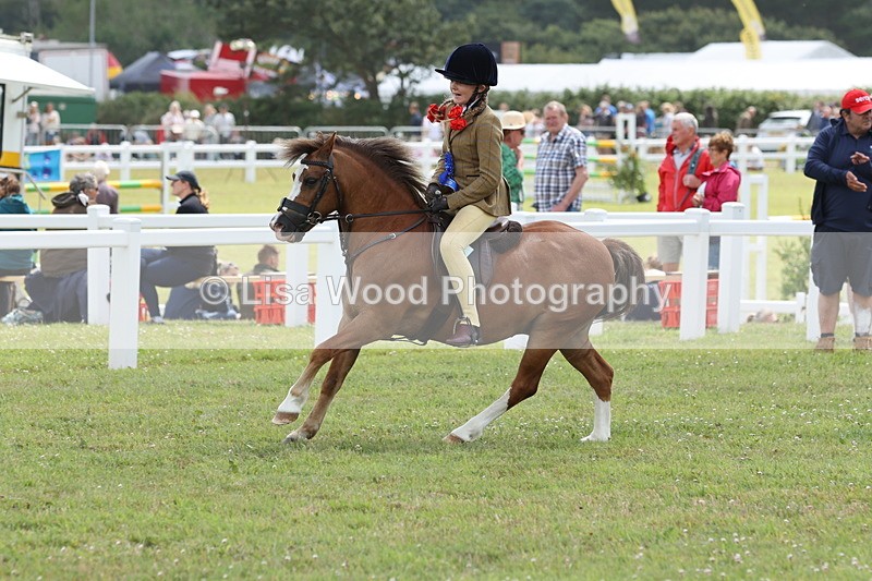 JPP_2008 - Class 18: Tiny Tots Working Hunter Pony