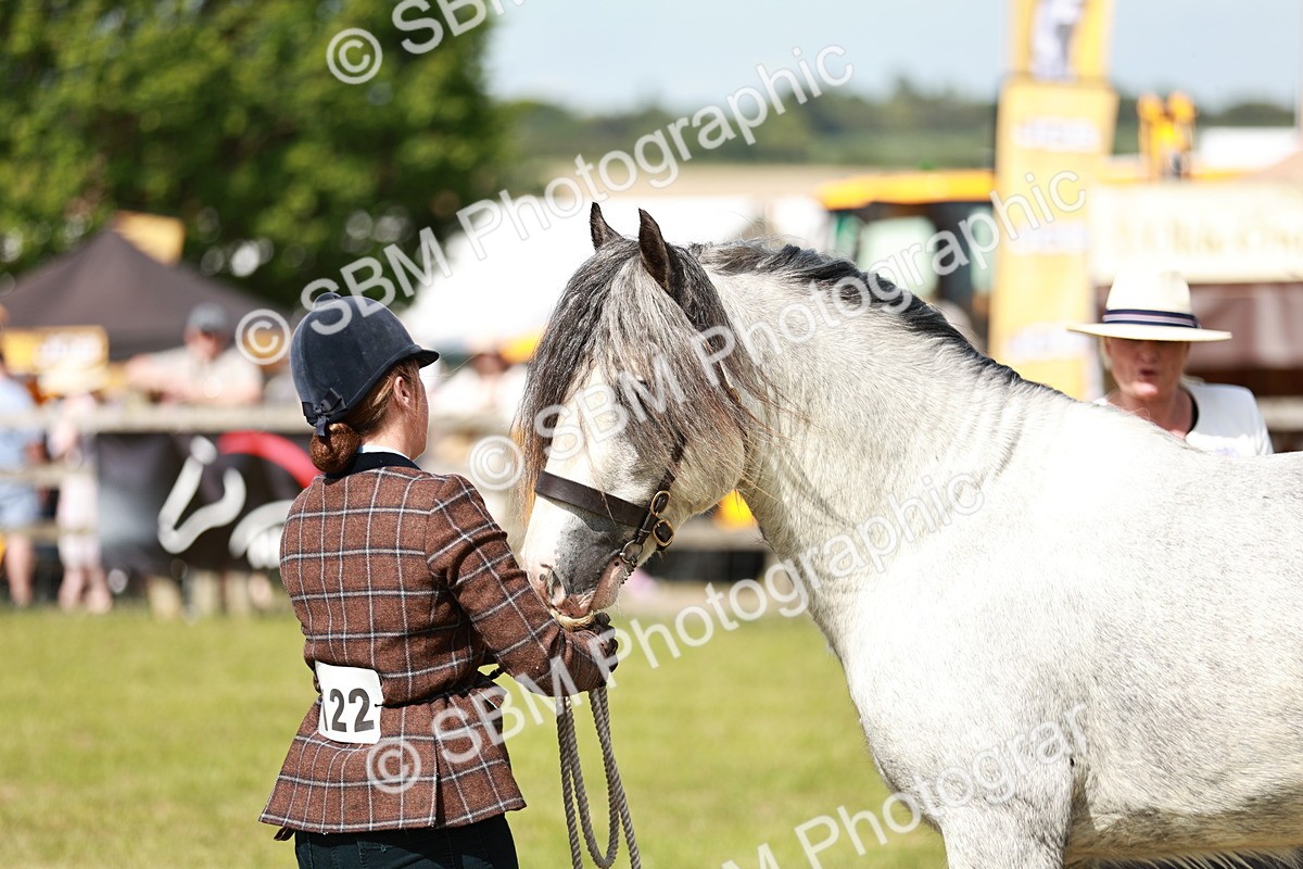 SBM_08574 - Class 63-65 - Traditional Gypsy Cobs In Hand & Ridden