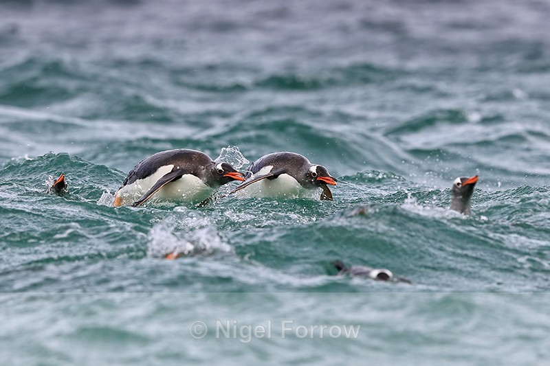 Gentoo Penguins porpoising, Carcass Island, Falklands - Gentoo Penguin