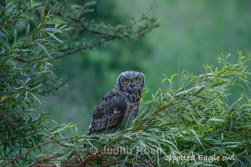  - South Africa Birds and Mammals