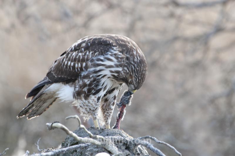  - Red-tailed Hawk