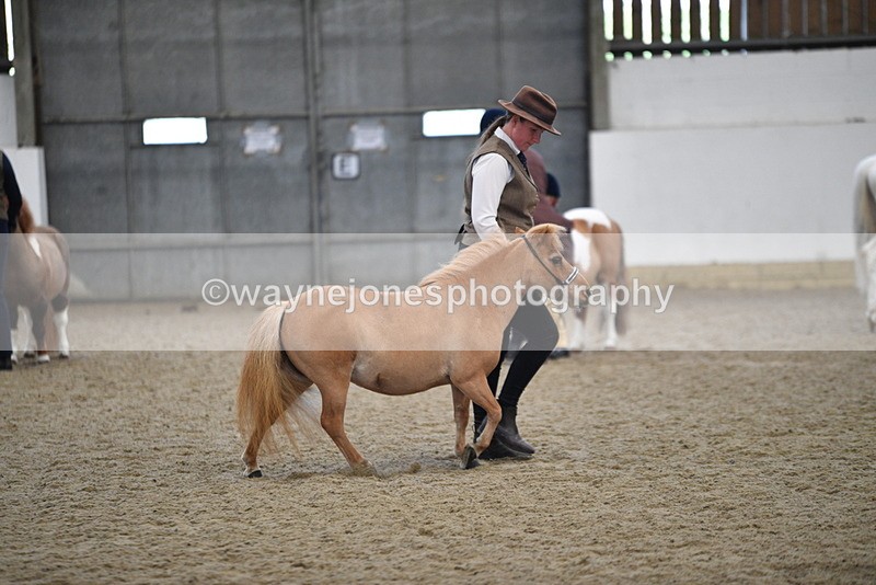 WJ5_4702 - Class 7 In hand coloured / odd coloured