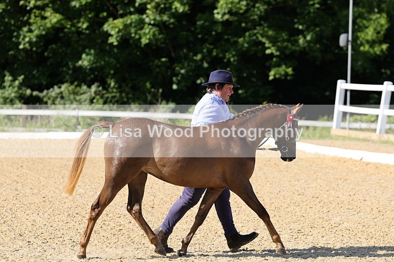 1X9A0624 - Class 3: Youngstock 1, 2, 3 year old not to exceed 153cm