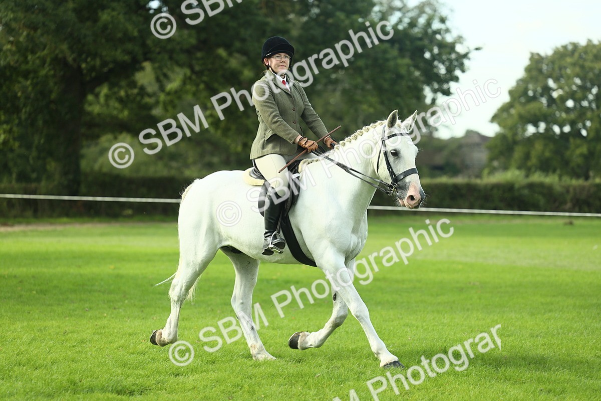 SBM_50666 - S33 - Working Hunter & Working Show Horse