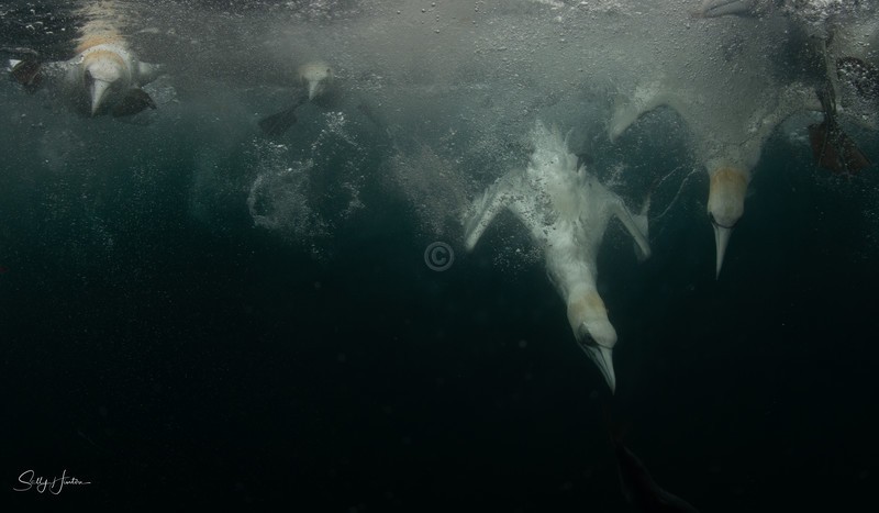 Gannets Underwater 19
