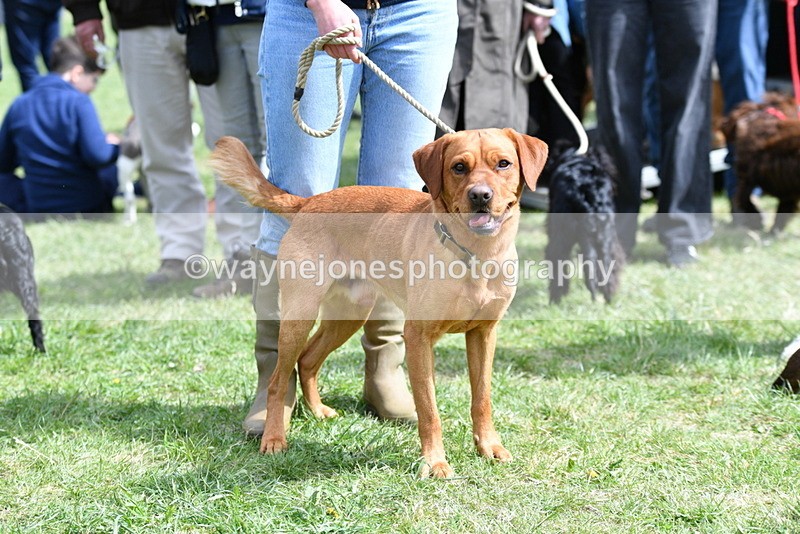 WJ5_9800 - Class 3 Most Handsome Dog