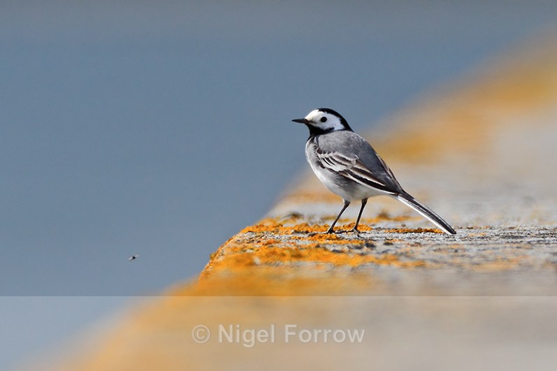 White Wagtail watches an insect fly by on the causeway at Farmoor - Pied Wagtail