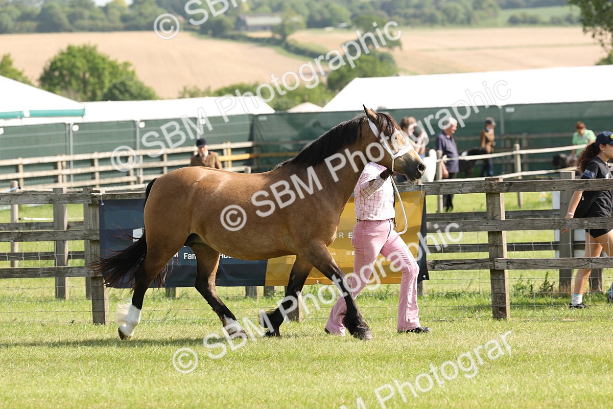 SBM_02068 - Class 6-13 - Mountatin and Moorland In Hand Welsh Breeds