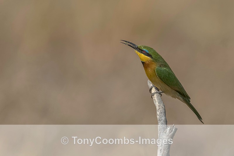 Little Bee-eater - Botswana ~ Birds