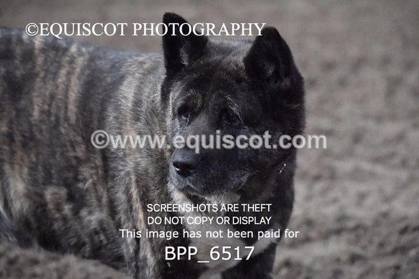 BPP_6517 - CLASS 1 60CM