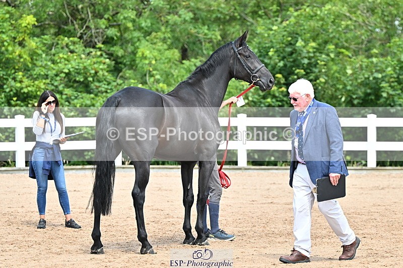 240718A-105246-01136 - Trot Up 12pm to 1pm