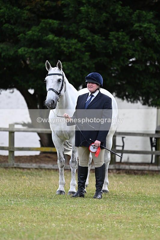WJ7_7168 - Class 5a Most Handsome Gelding in Hand