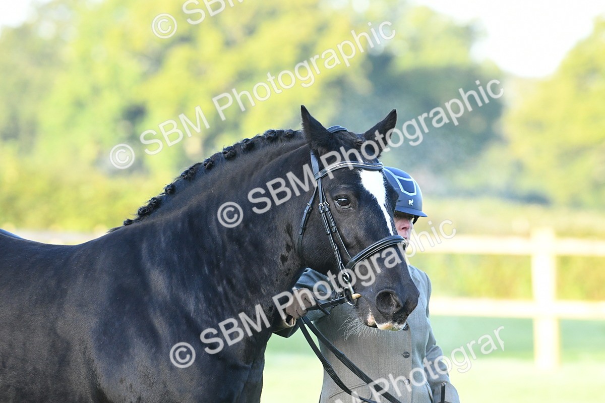 SBM_32432 - S15 - Condition & Turnout In Hand