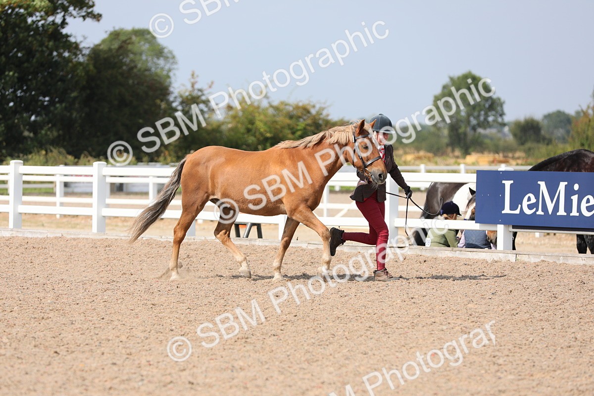 SBM_15708 - Class 312 IH Competition Horse/Pony