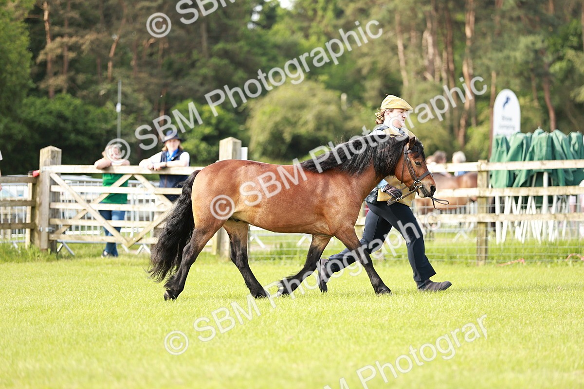 SBM_00589 - Class 14-23 - Mountain & Moorland In Hand Non Welsh