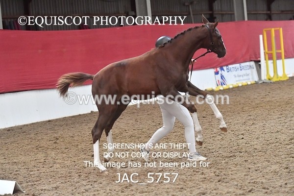 JAC_5757 - 11 Pandora of Westoak