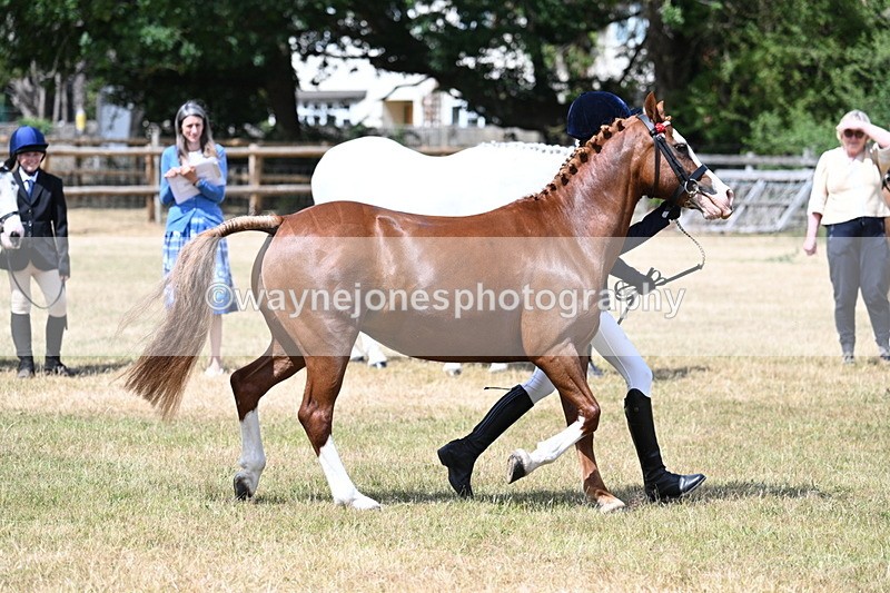 WJ7_1563 - Class 4 Prettiest Mare up to 14.2hh in hand