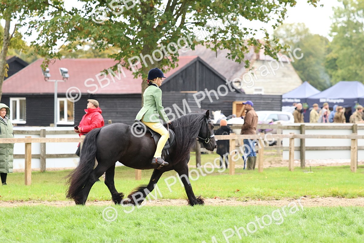 SBM_69656 - S62 - Mountain & Moorland Ridden Large Breeds