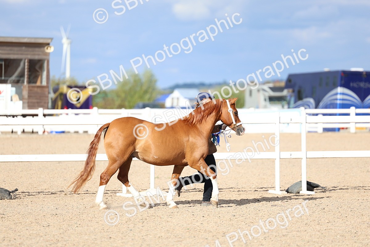 SBM_18802 - Class 317 - IH Pure Bred Horse-Pony