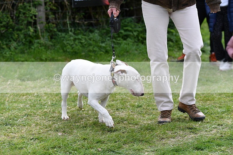 WJ5_0301 - Class 7 Best Terrier