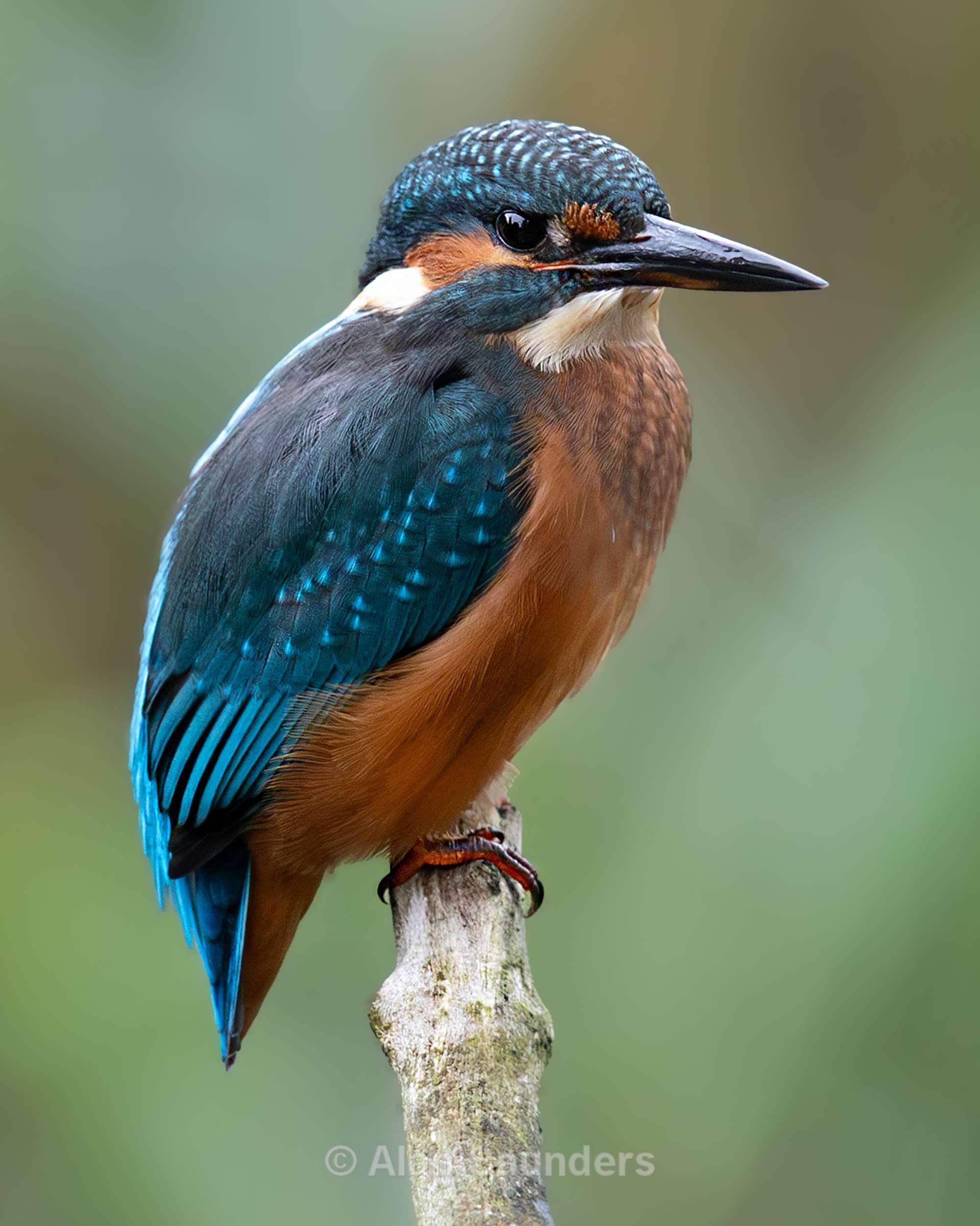 Common Kingfisher 18