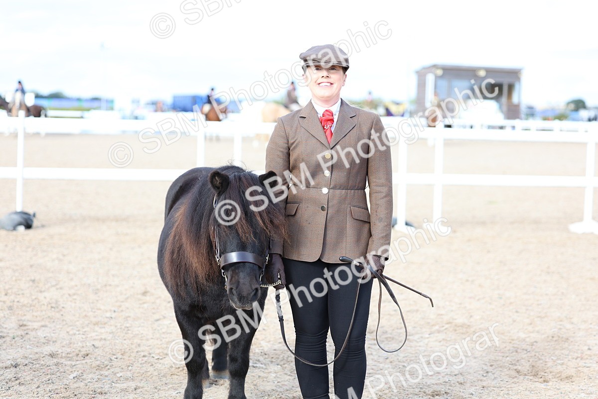 SBM_18762 - Class 317 - IH Pure Bred Horse-Pony