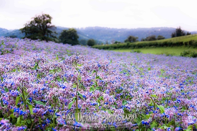 The Borage Field - Plants & Flowers