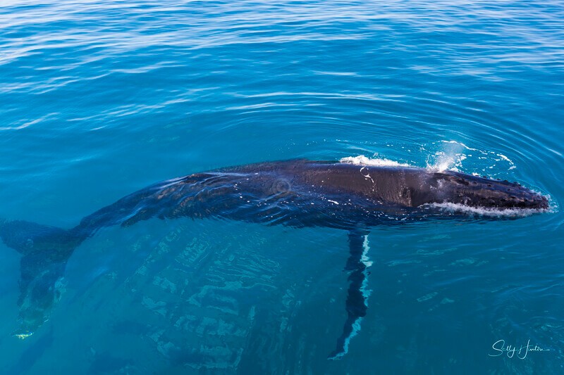 _16A1624 - 2024 Hervey Bay Whales