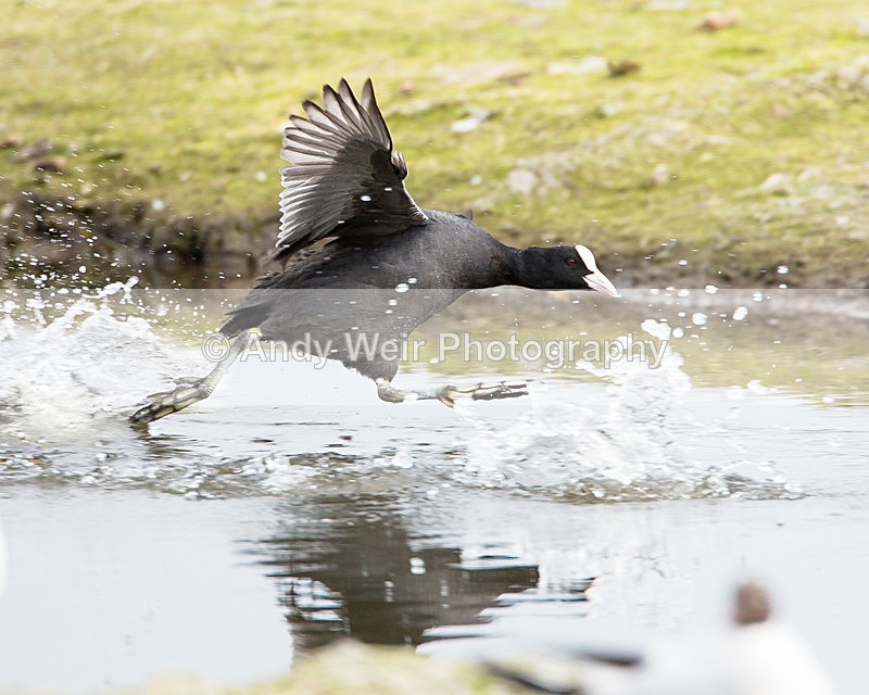 20140503-3K8A0795 - Rails & Coots