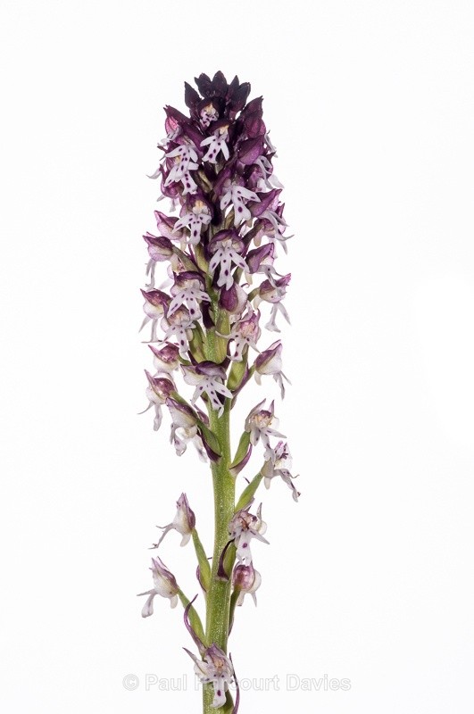  - WB: Orchids - Orchis