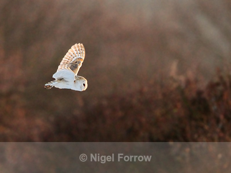 Barn Owl in flight at Holme Marshes, Norfolk - Barn Owl