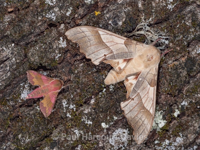The oak hawk (Marumba quercus ) with small elephant haw (Deilephila porcellus) - Insects, Spiders and other Animals