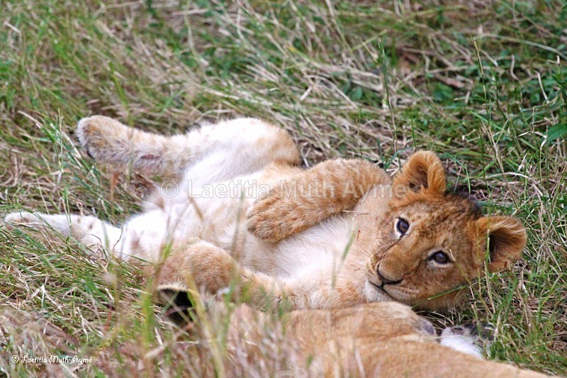 IMG_1951 Maasai Mara - Lions