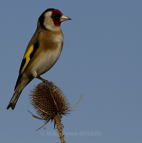 GOLDFINCH REF GOLD 8 - THE GOLDFINCH