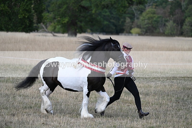 WJ7_8433 - In-hand Championship