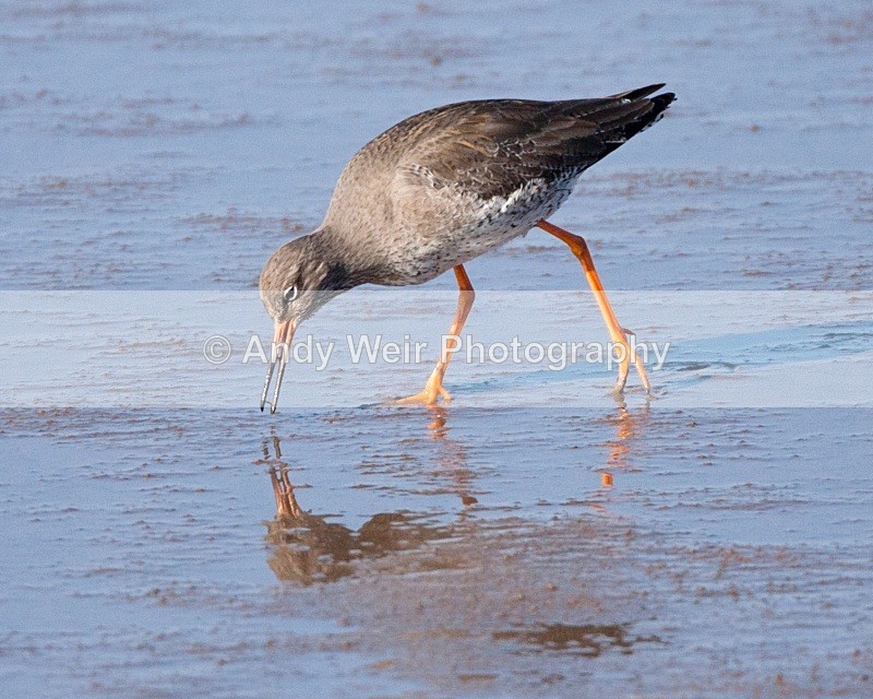 20110306-IMG_8235 - Redshank