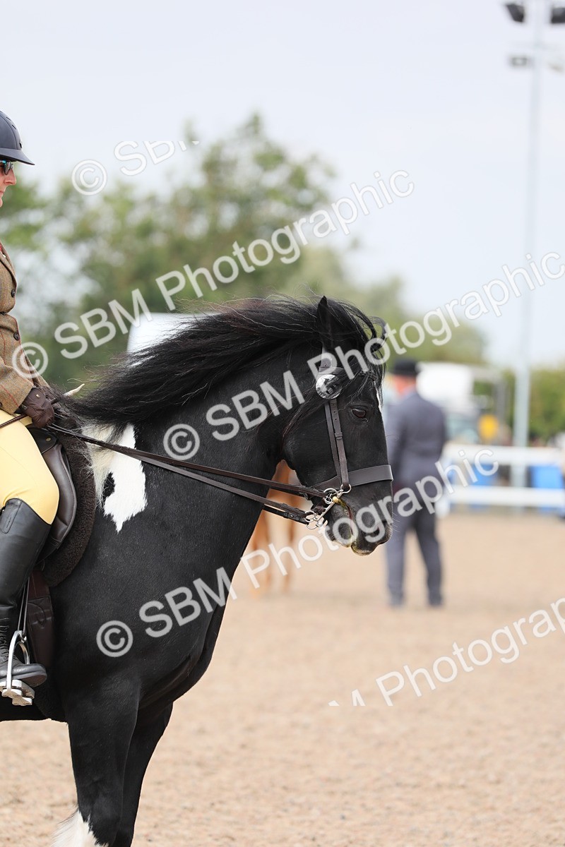 SBM_12741 - Class 307 Ridden Coloured Pony