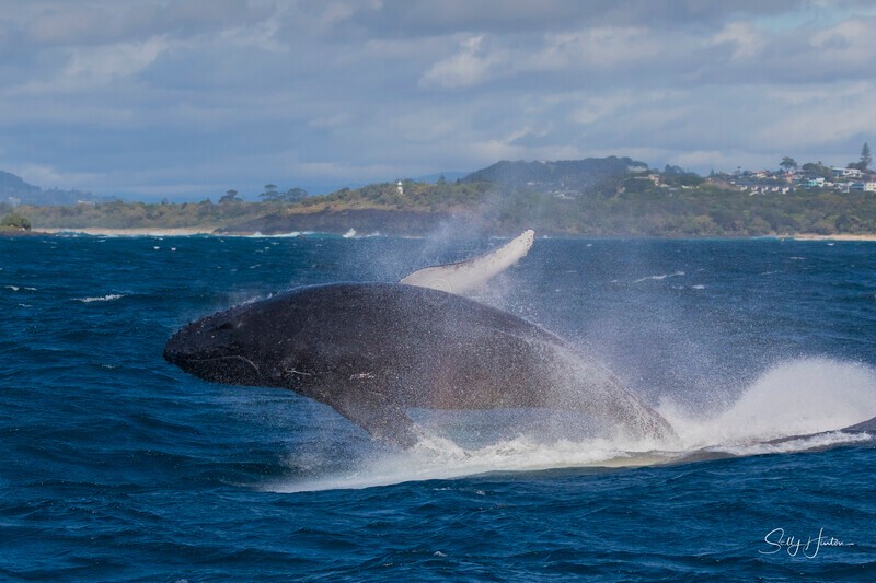 0A3A6361 - 2024 Whale Photos