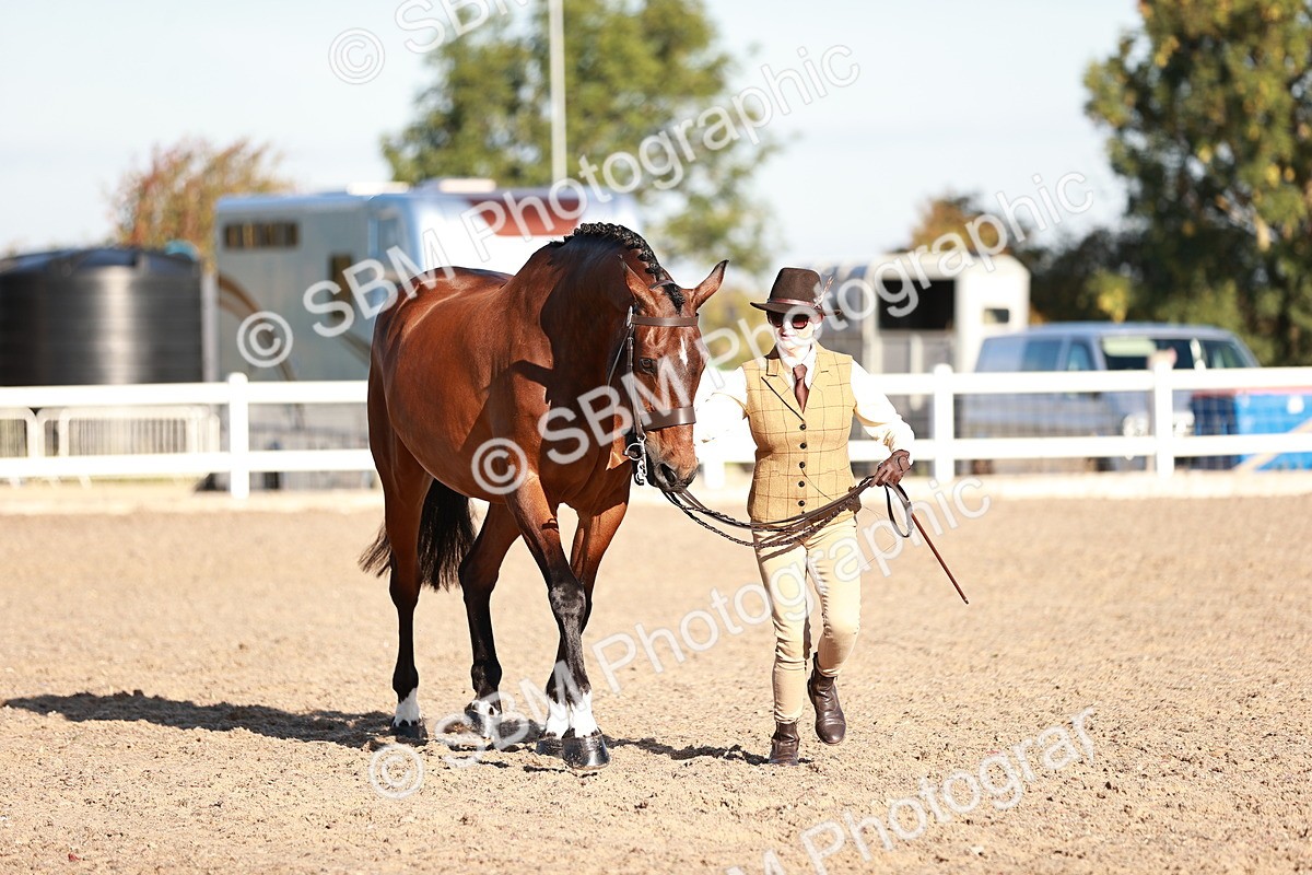 SBM_11213 - Class 401 - IH  Veteran horse
