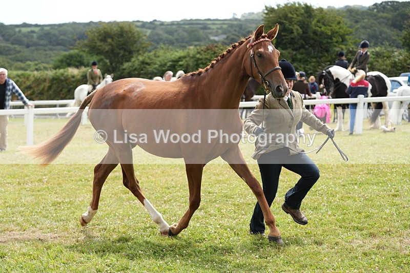 DSC06065 - Class 54: Hunter/Riding Horse/Hack 1 & 2 yr olds
